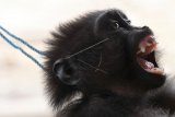 Anak Kera Hitam khas Sulawesi (Macaca ocreata) diikat tali di sebuah pondok setelah tertangkap warga di Lepolepo, Kendari, Sulawesi Tenggara, Senin (7/1/2019). Primata endemik khas Sulawesi yang termasuk satwa yang dilindungi dan kini semakin sering menampakkan diri di pinggiran kawasan hutan mendekati kota secara berkelompok, diduga karena habitatnya mengalami kerusakan. ANTARA FOTO/Jojon/nym.