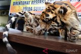 Barang bukti kulit Harimau Sumatera (Panthera tigris sumatrae) dihadirkan saat gelar kasus perdagangan kulit satwa dilindungi, di Mapolda Sumut, Medan, Sumatera Utara, Kamis (31/1/2019). Polda Sumut berhasil menggagalkan perdagangan kulit satwa dilindungi dari seorang tersangka dengan barang bukti satu kulit Harimau Sumatera utuh dan satu kulit Macan Dahan (Neofelis nebulosa) utuh. (Antara Sumut/Irsan)