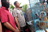 Barang bukti anak Lutung Emas (Trachypithecus auratus) dihadirkan bersama tersangka saat gelar kasus perdagangan satwa, di Mapolda Sumut, di Medan, Sumatera Utara, Jumat (11/1/2019). Polda Sumut bersama pihak BBKSDA Sumut berhasil menggagalkan perdagangan satwa dilindungi lewat media sosial, dan menangkap satu orang tersangka dengan barang bukti tiga ekor anak Lutung Emas, tiga ekor anak Elang Brontok (Nisaetus cirrhatus) dan tiga ekor anak Macan Akar (Prionailurus bengalensis). (Antara Sumut - Irsan)