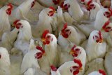 Brazil minta China buktikan sayap ayam yang terkena virus corona