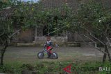 Seorang anak bermain sepeda di halaman rumahnya di lereng Gunung Merapi, Mriyan, Musuk, Boyolali, Jawa Tengah, Kamis (17/1/2019). Meskipun sering terjadi guguran Gunung Merapi beberapa waktu belakangan ini, aktivitas warga setempat masih berjalan dengan normal dengan imbauan tidak beraktivitas di radius tiga Km dari puncak gunung. ANTARA FOTO/Aloysius Jarot Nugroho/nym.