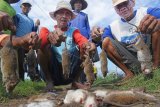 Petani memperlihatkan tikus yang berhasil ditangkap saat penggropyokan tikus di Desa Kedungrejo, Madiun, Jawa Timur, Jumat (18/1/2019). Petani di wilayah tersebut mengeluhkan banyaknya hama tikus, sehingga mereka melakukan penggropyokan untuk mengendalikan hama perusak tanaman padi itu. ANTARA FOTO/Siswowidodo/nym.