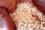 Tim sergap temukan 6.000 ton beras busuk