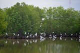 Burung Kuntul (Egretta garzetta) berkerumun di kawasan hutan manggrove, Desa Tibang, Kecamatan Syiah Kuala, Banda Aceh, Senin (21/1/2019). Habitat Burung Kuntul di hutan manggrove pesisir Aceh itu terancam rusak akibat penebangan dan alih fungsi lahan sehingga dikhawatirkan populasi burung tersebut semakin berkurang. ANTARA FOTO/Ampelsa/wsj.