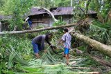 Warga membersihkan pekarangan rumahnya yang tertimpa pohon kelapa akibat diterjang kawanan gajah liar di Desa Blang Teungku, Kecamatan Seunagan Timur, Nagan Raya, Aceh, Jumat (11/1/2019). Sebanyak empat unit rumah warga di Desa Kila dan Desa Blang Teungku serta puluhan hektar perkebunan warga dirusak kawanan gajah liar. (ANTARA FOTO/Syifa Yulinnas/wsj)