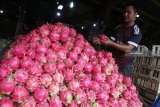 Pedagang memisahkan buah naga yang busuk di gudang buah, Pasar Gadang, Malang, Jawa Timur, Senin (21/1/2019). Melimpahnya stok buah naga di pasaran saat musim panen raya membuat para pedagang dan petani justru merugi karena selain harganya anjlok dari Rp15.000 menjadi 5 ribu rupiah per kilogram, banyak buah naga yang membusuk sebelum sempat terjual. Antara Jatim/Ari Bowo Sucipto/ZK.