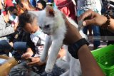 Anggota Komunitas Pecinta Kucing Madiun Plus (KPKM-Plus) melakukan perawatan kucing saat Bakti Sosial (Baksos) gratis perawatan kucing di Kota Madiun, Jawa Timur, Minggu (20/1/2019). Dalam kegiatan tersebut, KPKM-Plus memberikan berbagai layanan gratis, antara lain perawatan bulu, telinga, mata, potong kuku, pemberian vitamin dan obat anti cacing. Antara Jatim/Siswowidodo/ZK.