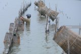 Nelayan memasang bubu udang di Desa Pademawu Timur, Pamekasan, Jawa Timur, Senin (21/01/2019). Kementerian Kelautan dan Perikanan (KKP) menargetkan produksi udang tahun 2019 sebanyak 1.098 juta ton. Antara Jatim/Saiful Bahri/ZK.