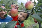 Wisatawan  memetik buah apel di objek wisata petik buah apel di Kota Batu, Jawa Timur, Rabu (2/1). Untuk bisa menikmati wisata petik buah apel di pusat perkebunan apel itu wisatawan dikenai tarif masuk Rp15 ribu/orang dan bebas makan di tempat sepuasnya. Antara Jatim/Destyan Sujarwoko/ZK.