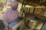 Petani Dede Yanti memanen madu lebah di halaman rumahnya Kampung Pangkalan, Kota Tasikmalaya, Jawa Barat, Kamis (10/1/2019). Dari 15 kelompok tani lebah Teratai binaan Dede Yanti, bisa menghasilkan 4-5 kuintal madu lebah, sedangkan lebah klanceng hanya 50 kilogram per bulan, padahal permintaan pasar untuk Jakarta dan Lombok berkisar enam kuintal per bulannya dengan harga jual Rp150 ribu per kilogram madu lebah dan Rp400 ribu madu klanceng. ANTARA JABAR/Adeng Bustomi/agr.