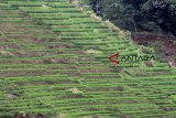 Petani merawat lahan sawah di kawasan perbukitan Pamulihan, Sumedang, Jawa Barat, Minggu (27/1/2019). Kawasan pertanian di beberapa titik di Sumedang termasuk dalam zona rawan longsor dan berpotensi membahayakan akibat struktur tanah yang labil. ANTARA JABAR/Dedhez Anggara/agr.