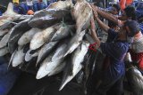 Nelayan mengumpulkan ikan hiu di tempat pelelangan ikan Karangsong, Indramayu, Jawa Barat, Sabtu (5/1/2019). Menurut nelayan saat peralihan musim barat ke timur, hasil tangkapan ikan hiu melimpah dan ikan hiu dijual Rp50 ribu per kilogram. ANTARA JABAR/Dedhez Anggara/agr.