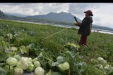 Petani memanen sayur kubis di lahan pertanian pinggir Danau Batur, Desa Kedisan, Bangli, Bali, Sabtu (19/1/2019). Pemerintah Provinsi Bali berencana mewajibkan industri pariwisata dan toko modern untuk menyerap serta memasarkan hasil pertanian lokal Bali sekitar 60 persen untuk melindungi lahan pertanian di Bali dan peningkatan perekonomian petani. ANTARA FOTO/Nyoman Hendra Wibowo/nym