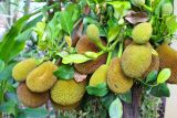 Delapan manfaat nangka muda untuk kesehatan