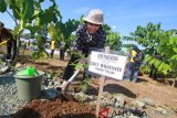 Perwakilan dari kedutaan Finlandia Erly Wijayanti menanam pohon Bambu Pagar kuning di Miniatur Hutan Tropika komplek perkantoran Pemerintah Provinsi Kalimantan Selatan, Jumat (10/1/2019). Sebanyak 400 pohon Bambu dan 1000 pohon Meranti di tanam guna melestarikan dan melindungi juga melakukan penghijauan di komplek perkantoran Pemprov Kalsel. Foto Antaranews Kalsel/Bayu Prata