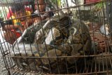 Sejumlah anak melihat seekor ular jenis Sanca Kembang (Python reticulatus) berada di dalam kandang usai ditangkap warga di kawasan permukiman Perumahan Graha Sentosa, Bekasi, Jawa Barat, Senin (28/1/2019). Warga berhasil menangkap ular dengan panjang 3,5 meter dan berat 40 kilogram tersebut yang ditemukan di sebuah rumah di kawasan itu. ANTARA FOTO/Risky Andrianto/wsj.