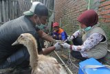 Petugas dari Dinas Peternakan dan Kesehatan Hewan melakukan vaksinasi terhadap unggas di Desa Tukdana, Indramayu, Jawa Barat, Kamis (31/1/2019). Pemberian vaksin tersebut untuk mencegah terjangkitnya penyakit flu burung pada unggas yang biasa menyerang saat musim penghujan. ANTARA FOTO/Dedhez Anggara/nym.