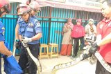 Damkar evakuasi ular sanca kembang terjebak di saluran air