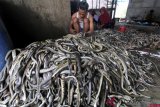 Pekerja membersihkan ular air untuk dikeringkan di desa Kertasura, Cirebon, Jawa Barat. Selain diambil kulitnya untuk bahan baku kerajinan, bagian tubuh ular itu dikeringkan dan dijual seharga Rp65 ribu perkilogram.