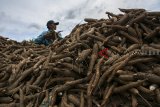 Pekerja membersihkan singkong untuk dijadikan gaplek di salah satu industri rumahan pengolahan singkong, Jampang Tengah, Kabupaten Sukabumi, Jawa Barat, Rabu (6/2/2019). Dalam sehari, industri rumahan tersebut mampu memproduksi gaplek singkong hingga 5 ton dengan harga jual Rp3500 - Rp4000 perkilogram serta diekspor ke Negara Cina. ANTARA JABAR/Nurul Ramadhan/agr. 