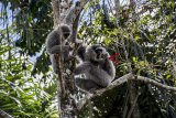 Sejumlah Owa Jawa (Hylobates moloch) bergelantungan di pepohonan di kawasan hutan lindung milik Perhutani, Lengkong, Kabupaten Sukabumi, Jawa Barat, Rabu (6/2/2019). Pegiat sekaligus pelestari Owa Jawa Tini menyebutkan jumlah populasi hewan primata sebagai hewan dilindungi yang hidup liar dan bebas di kawasan hutan milik Perhutani tersebut mencapai sekitar 40 ekor. ANTARA JABAR/Nurul Ramadhan/agr.