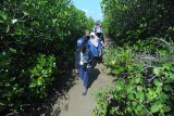 Perwakilan Organization for Industry Spiritual Culture and Advancement (OISCA) Internasional Ada Nakagaki (kiri) didampingi anggota komunitas 'Sabuk Hijau' Endang Tri Wahyurini (kedua kiri) memantau pertumbuhan pohon mangrove di Desa Lembung, Pamekasan, Jawa Timur, Kamis (7/2/2019). OISCA secara rutin sejak tahun 2010 lalu melakukan monitoring terhadap pohon mangrove di daerah itu. Antara Jatim/Saiful Bahri/ZK.