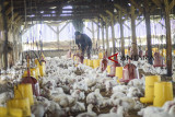 Peternak memberikan pakan ayam broiler di kandang miliknya di Cimincrang, Bandung, Jawa Barat, Kamis (7/2/2019). Gabungan Perusahaan Pembibitan Unggas (GPPU) memperkirakan, produksi ayam broiler final stock (FS) pada 2019 berpotensi tumbuh 5 hingga 8 persen dari tahun lalu yang mencapa 3,30 miliar ekor. ANTARA JABAR/Raisan Al Farisi/agr. 