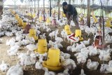 Peternak memberikan pakan ayam broiler di kandang miliknya di Cimincrang, Bandung, Jawa Barat, Kamis (7/2/2019). Gabungan Perusahaan Pembibitan Unggas (GPPU) memperkirakan, produksi ayam broiler final stock (FS) pada 2019 berpotensi tumbuh 5 hingga 8 persen dari tahun lalu yang mencapa 3,30 miliar ekor. ANTARA JABAR/Raisan Al Farisi/agr. 