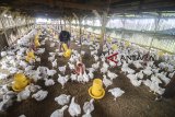 Peternak memberikan pakan ayam broiler di kandang miliknya di Cimincrang, Bandung, Jawa Barat, Kamis (7/2/2019). Gabungan Perusahaan Pembibitan Unggas (GPPU) memperkirakan, produksi ayam broiler final stock (FS) pada 2019 berpotensi tumbuh 5 hingga 8 persen dari tahun lalu yang mencapa 3,30 miliar ekor. ANTARA JABAR/Raisan Al Farisi/agr. 