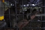 Sejumlah monyet ekor panjang (Macaca fascicularis) berada di kandang transit di City Forest and Farm Arum Sabil Kelurahan Antirogo, Sumbersari, Jember, Jawa Timur, Jumat (8/2/2019). Sebanyak 25 ekor monyet ekor panjang ditempatkan di kandang transit sebelum dilepasliarkan ke Pulau Nusa Barong, Jember. Antara Jatim/Seno/ZK.