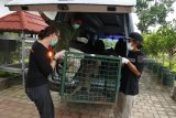 Aktivis peduli satwa, Jakarta Animal Aid Network membawa monyet ekor panjang (Macaca fascicularis) di City Forest and Farm Arum Sabil Kelurahan Antirogo, Sumbersari, Jember, Jawa Timur, Jumat (8/2/2019). Sebanyak 25 ekor monyet ekor panjang ditempatkan di kandang transit sebelum dilepasliarkan ke Pulau Nusa Barong, Jember. Antara Jatim/Seno/ZK.