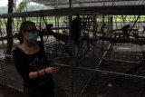 Dokter Hewan dari aktivis peduli satwa, Jakarta Animal Aid Network Loes berada di dekat kandang monyet ekor panjang (Macaca fascicularis) di City Forest and Farm Arum Sabil Kelurahan Antirogo, Sumbersari, Jember, Jawa Timur, Jumat (8/2/2019). Sebanyak 25 ekor monyet ekor panjang ditempatkan di kandang transit sebelum dilepasliarkan ke Pulau Nusa Barong, Jember. Antara Jatim/Seno/ZK.