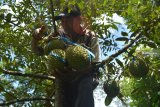Sampiyo, memilih durian yang siap panen di Dusun Sumber, Desa Wonosalam, Jombang, Jawa Timur, Sabtu (9/2/2019). Sejak sepekan terakhir petani mulai musim panen durian khas Wonosalam, dan dijual Rp 25 ribu sampai Rp 60 ribu per biji. Antara Jatim/Syaiful Arif/ZK.