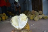 Pembeli memilih durian di Dusun Sumber, Desa Wonosalam, Jombang, Jawa Timur, Sabtu (9/2/2019).  Sejak sepekan terakhir petani mulai musim panen durian khas Wonosalam, dan dijual Rp 25 ribu sampai Rp 60 ribu per biji. Antara Jatim/Syaiful Arif/ZK.
