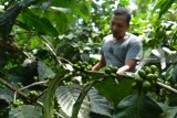 Petani melihat tanaman kopi miliknya di Wonosalam, Jombang, Jawa Timur, Sabtu (9/2/2019). Menurut Dinas Perkebunan Provinsi Jawa Timur, potensi komoditas kopi di Jatim masih sangat besar terutama jenis arabica. Saat ini, Jatim bisa memproduksi 60 ribu ton kopi setiap tahunnya. Namun dari jumlah tersebut, produksi kopi arabica hanya lebih kurang 10 persen atau cuma 6 ribuan ton. Antara Jatim/Syaiful Arif/ZK.
