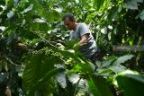 Petani melihat tanaman kopi miliknya di Wonosalam, Jombang, Jawa Timur, Sabtu (9/2/2019). Berdasarkan data Dinas Perkebunan Provinsi Jawa Timur, setiap tahunnya Jatim bisa memproduksi 60 ribu ton kopi. Antara Jatim/Syaiful Arif/ZK.