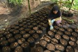 Warga merawat bibit durian bido di penyemaian Wonosalam, Jombang, Jawa Timur, Sabtu (9/2/2019). Pembibitan tanaman durian bido khas Wonosalam ini untuk meningkatkan produktivitas. Antara Jatim/Syaiful Arif/ZK.