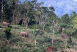 Kawanan gajah sumatra (Elephas maximus sumatranus) liar berada di kebun warga di Desa Negeri Antara, Kecamatan Pintu Rime, Kabupaten Bener Meriah, Aceh, Minggu (10/2/2019). Conservation Respont Unit (CRU) DAS Peusangan dari BKSDA Aceh mengerahkan satu tim untuk melakukan penggiringan 32 ekor gajah liar yang sejak lima hari terakhir memasuki kawasan pemukiman dan merusak perkebunan warga. (Antara Aceh/Irwansyah Putra)
