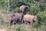 Kawanan gajah liar terjebak di area perkebunan warga