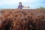 Petani menjemur rumput laut di Desa Tanjung, Pamekasan, Jawa Timur, Minggu (10/2/2019). Sejak dua bulan lalu harga rumput laut naik dari Rp15 ribu menjadi Rp17 ribu per kg kering karena minimnya  pasokan dari wilayah lain. Antara Jatim/Saiful Bahri/ZK.