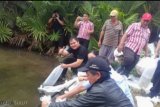 200 ribu ikan Tawes dilepas di Danau Lumpias