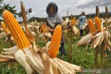 Konsumsi beras berlebih, Kementerian Pertanian inisiasi diversifikasi pangan