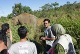 Tim medis kesehatan hewan Balai Konservasi Sumber Daya Alam (BKSDA) Aceh memeriksa kondisi seekor gajah jinak betina yang cidera akibat diserang kawanan gajah liar di Desa Negeri Antara, Kecamatan Pintu Rime, Bener Meriah, Aceh, Selasa (12/2/2019). Gajah jinak yang bernama Ida berumur sekitar 40 tahun mengalami cidera pada kaki kiri belakang yang harus dievakuasi ke PLG Saree untuk penanganan medis. Antara Aceh/Irwansyah Putra.
