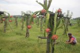 Petani membersihkan rumput di kebun buah naga miliknya yang tidak dipanen di Plered, Cirebon, Jawa Barat, Selasa (12/2/2019). Petani di daerah tersebut sengaja tidak memanen buah naga miliknya karena harga jual buah naga anjlok dari Rp8 ribu menjadi Rp4 ribu perkilogram. (ANTARA FOTO)