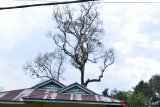 Pohon durian di Sungayang Tanah Datar diserang penyakit aneh, buah bergantungan daun habis tak bersisa