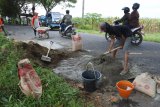 Sejumlah warga memperbaiki jalan yang rusak di Desa Cangkring, Jenggawah, Jember, Jawa Timur, Rabu (13/2/2019). Warga Desa Cangkring bergotong royong secara swadaya untuk melakukan perbaikan jalan kabupaten sepanjang 5 Km karena berlubang yang sering menyebabkan kecelakaan sampai merenggut empat korban jiwa dalam dua bulan terakhir. Antara Jatim/Seno/ZK.