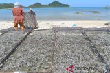 Pengrajin menjemur ikan asin olahan di desa Lhokseudu, Kabupaten Aceh Besar, Aceh, Rabu (13/2/2019). Pengrajin menyatakan, sejak sebulan terakhir produksi komoditas ikan asin menurun dan sebagian industri kecil di daerah itu tidak produksi sehubungan minimnya ketersediaan bahan baku ikan segar . (Antara/Ampelsa)