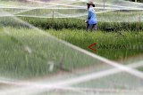 Petani memasang jaring untuk menutupi sawah di Kelurahan Kepandean, Indramayu, Jawa Barat, Rabu (13/2/2019).Petani terpaksa mengeluarkan biaya ekstra untuk membeli jaring guna menghalau serangan hama burung pipit. ANTARA JABAR/Dedhez Anggara/agr. 