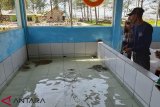 Zulkarnedi, seorang nelayan di Desa Pekik Nyaring Kabupaten Bengkulu Tengah, Provinsi Bengkulu menangkarkan empat jenis penyu di penangkaran sederhana yang dibangun di sekitar pantai Pekik Nyaring. Awalnya kata Zulkarnedi, hanya ada satu jenis penyu yang ditangkarkan yakni penyu lekang (Lepidochelys olivacea) lalu ditemukan telur jenis penyu lainnya seperti penyu sisik (Eretmochelys imbricata) dan penyu hijau (Chelonia mydas) serta terakhir jenis penyu belimbing (Dermochelys coriacea). (Foto Antarabengkulu.com)