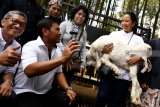 Menteri BUMN Rini Soemarno (kanan) berbincang dengan warga ketika mengunjungi wisata edukasi peternakan sapi perah dan kambing etawa yang merupakan CSR BNI  saat kunjungan progaram Perhutanan Sosial di Dusun Karang Anyar, Lumajang, Jawa Timur, Jumat (15/2/2019). Sejak program Perhutanan Sosial dan KUR BNI menyentuh desa tersebut   tercatat ada pertumbuhan yakni jumlah sapi meningkat dari 400 ekor menjadi 882 ekor sehinga produksinya pun meningkat menjadi sedikitnya 5.000 liter per hari dan jumlah ternak kambing tumbuh dari 8.000 menjadi 11.000 ekor.   Antara Jatim/Zabur Karuru